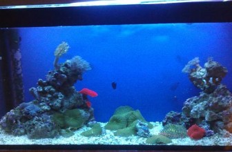 Osnovni troškovi početničkog morskog akvarijuma