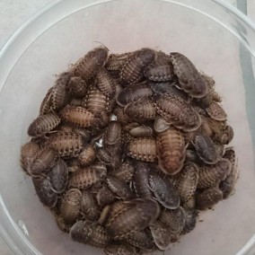 Dubie( B.dubia)