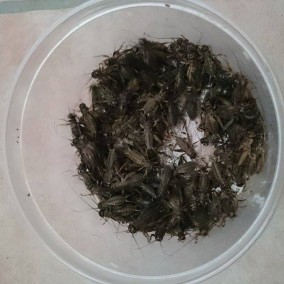 CVRČAK ( banana cvrčak)