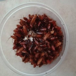 Lateralis( B.lateralis)