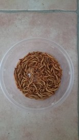 Tenebrije( brasnasti crvi)