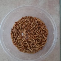 Tenebrije( brasnasti crvi)