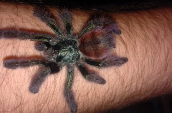 Avicularia Versicolor