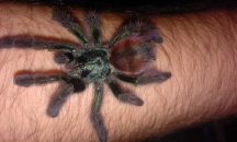 Avicularia Versicolor