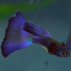 Gupi Moskovski mužjaci