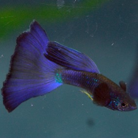 Gupi Moskovski mužjaci