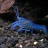 Plavi Rak-Procambarus Alleni