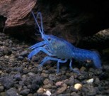 Plavi Rak-Procambarus Alleni