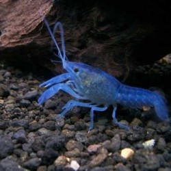 Plavi Rak-Procambarus Alleni