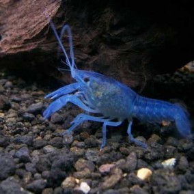 Plavi Rak-Procambarus Alleni