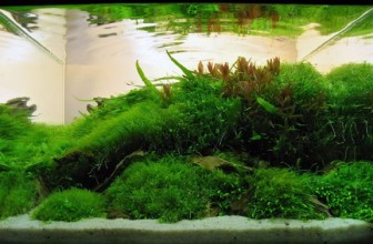 Akvarijumsko bilje i njegova uloga u akvarijumu