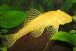 Albino Ancistrus-Ancistrus cf.cirrhosus albino