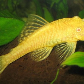 Albino Ancistrus-Ancistrus cf.cirrhosus albino