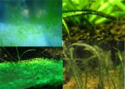 Alge u slatkovodnim akvarijumima