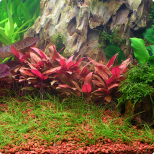 Alternanthera reineckii Mini