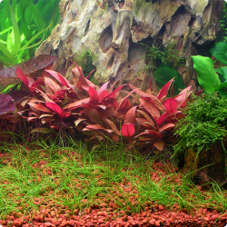 Alternanthera reineckii Mini