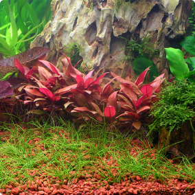 Alternanthera reineckii Mini