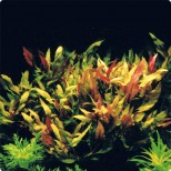 Alternanthera reineckii Purple