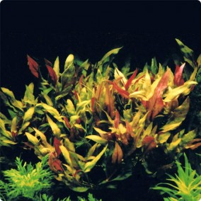 Alternanthera reineckii Purple