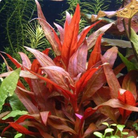 Alternanthera reineckii Pink