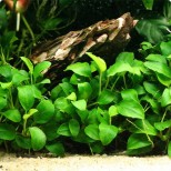 Anubias barteri var nana