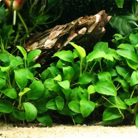 Anubias barteri var nana