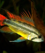 Apistogramma Cacatuoides