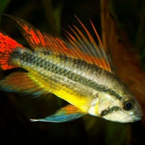 Apistogramma Cacatuoides