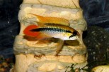 Apistogramma agassizi – Agasizi