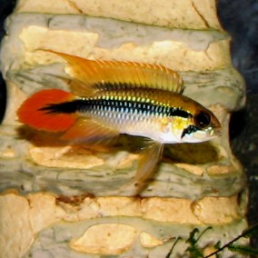 Apistogramma agassizi – Agasizi