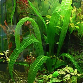 Aponogeton boivinianus