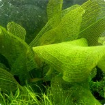 Aponogeton madagascariensis