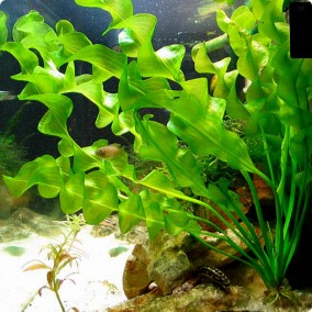 Aponogeton ulvaceus