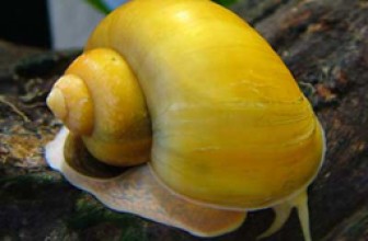 Apple Snail