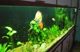 Podela slatkovodnih akvarijuma