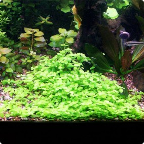 Bacopa australis