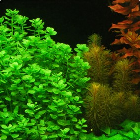 Bacopa monnieri