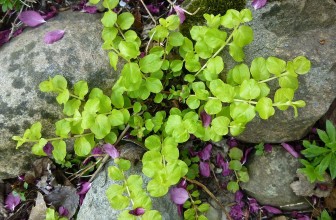 Bacopa crenata
