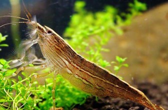 Bamboo Shrimp