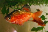 Barbus Conhonius-Rosy Barb