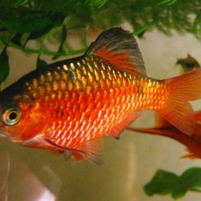 Barbus Conhonius-Rosy Barb