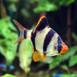 Puntius tetrazona- tetrazona