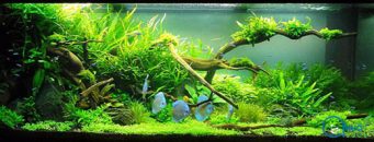 Biljna akvarijumska zajednica