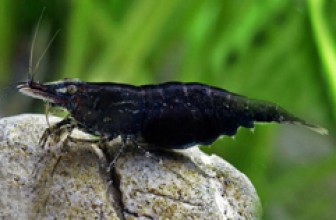 Black Tiger Shrimp