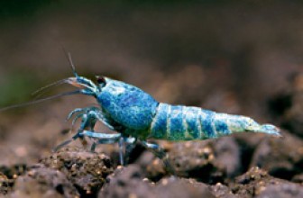 Blue Bolt Shrimp