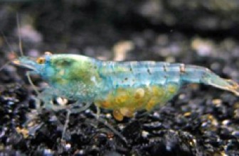 Blue Pearl Shrimp