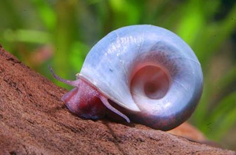 Blue Ramshorn Snail