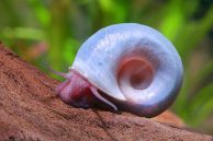 Blue Ramshorn Snail