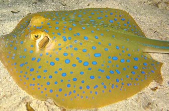 Zašto postoje tanke ribe?