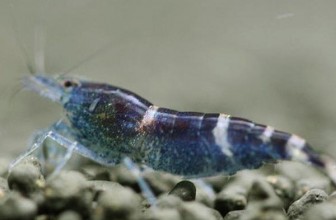 Blue Bee Shrimp